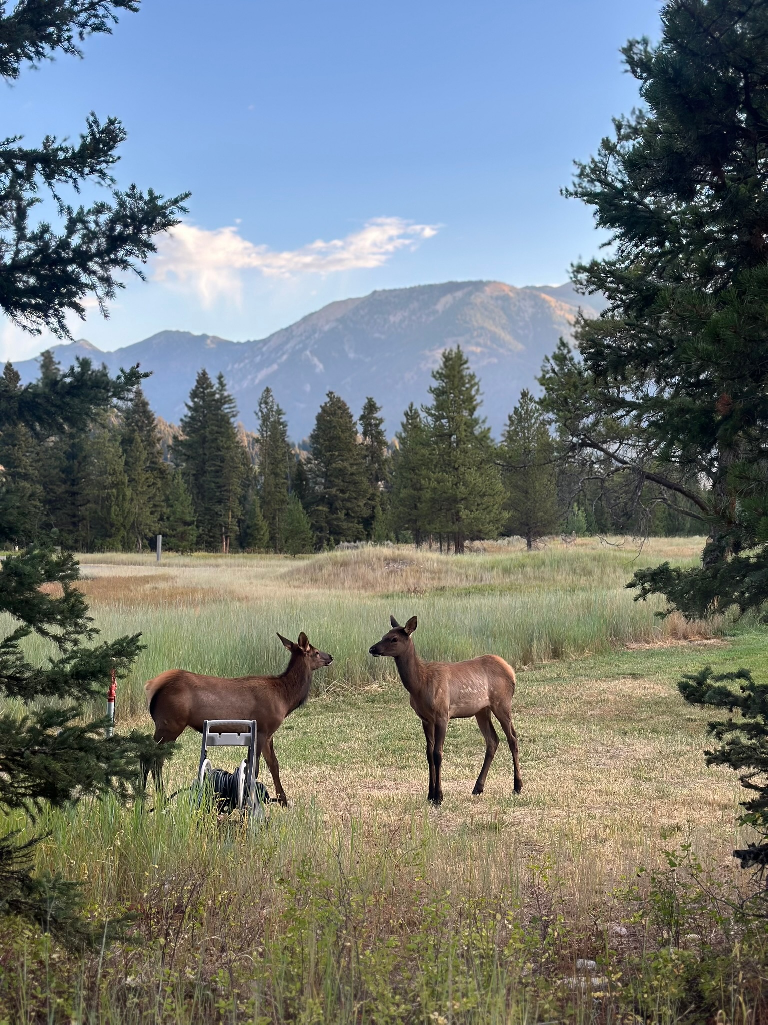 Animal encounters