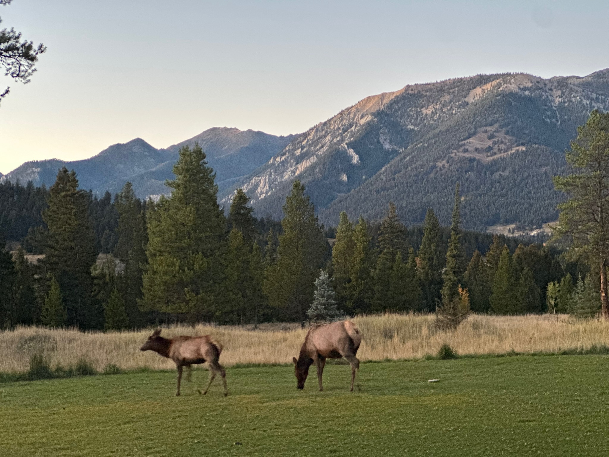 Animal encounters