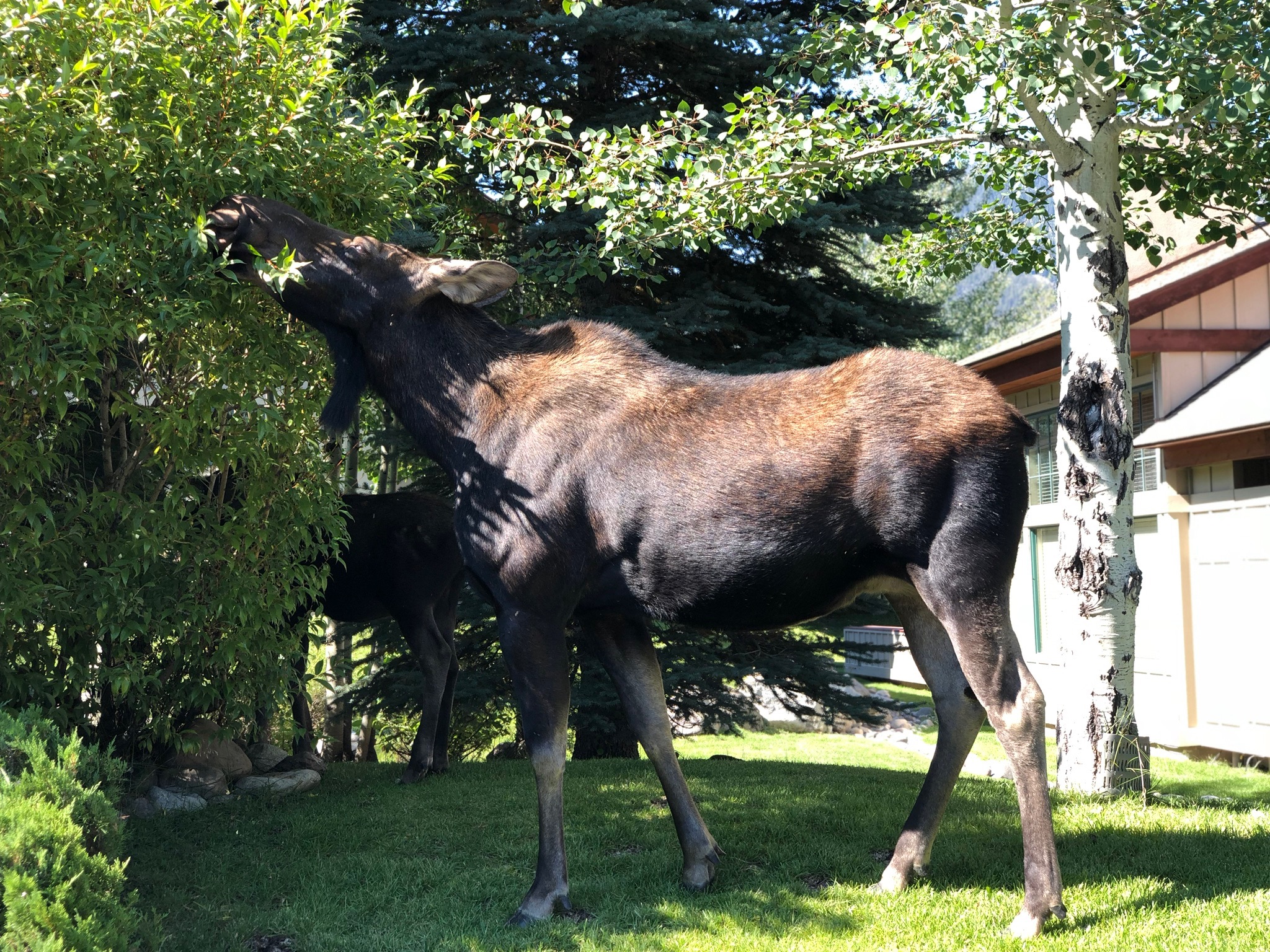 Animal encounters