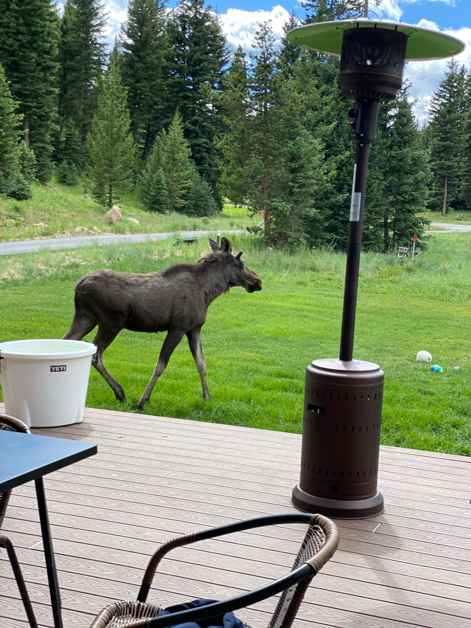 Animal encounters