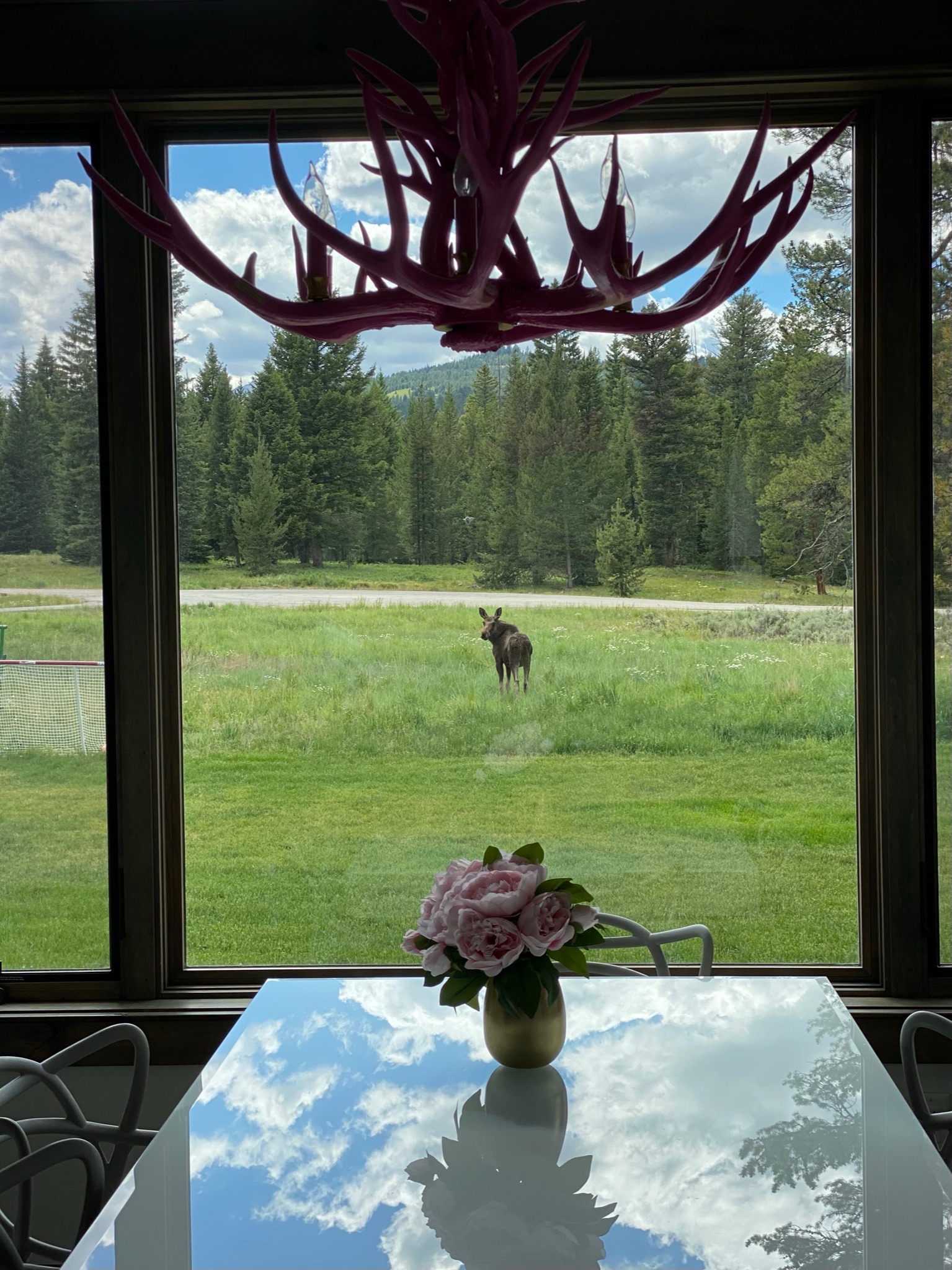 Animal encounters