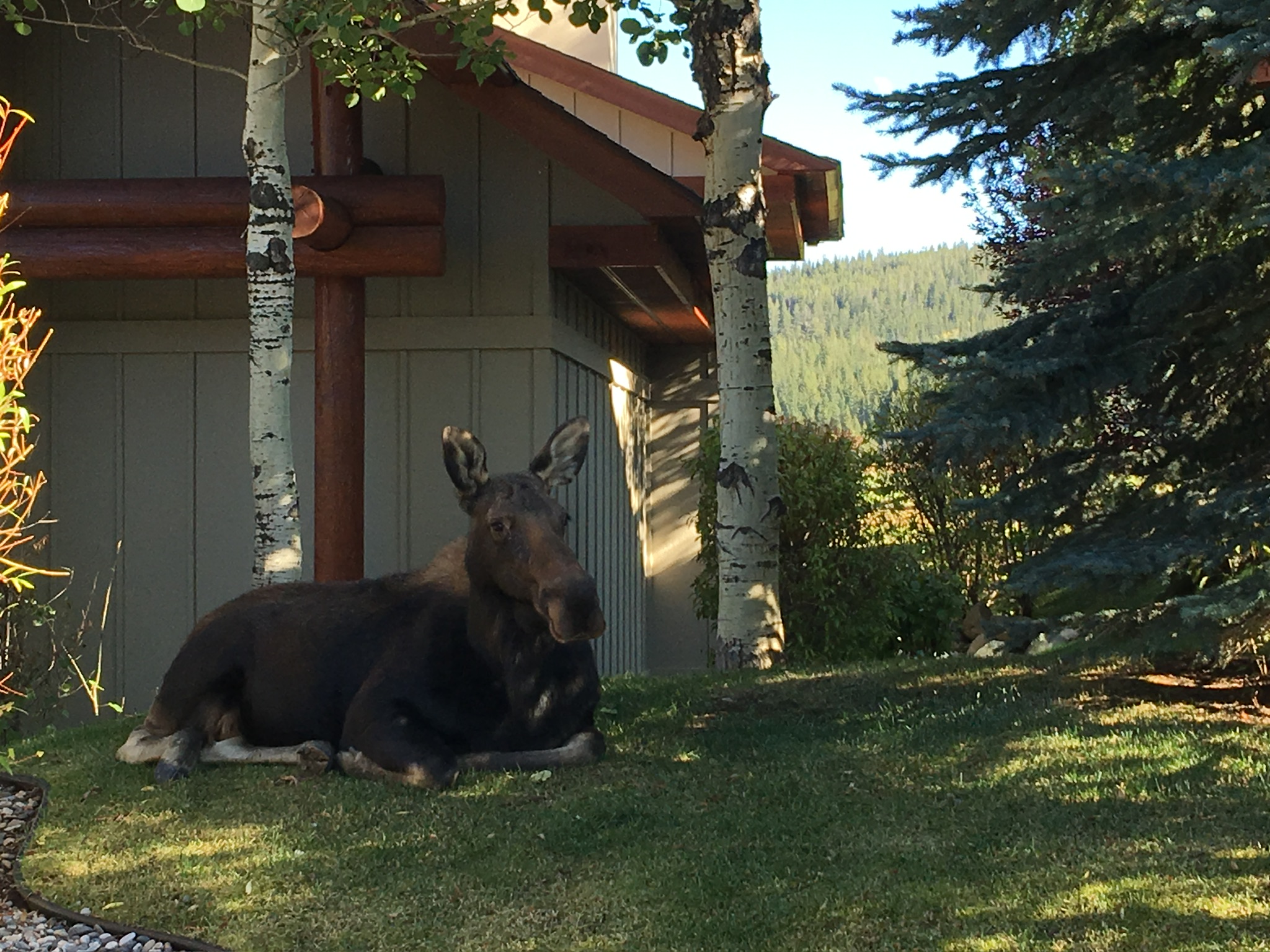 Animal encounters