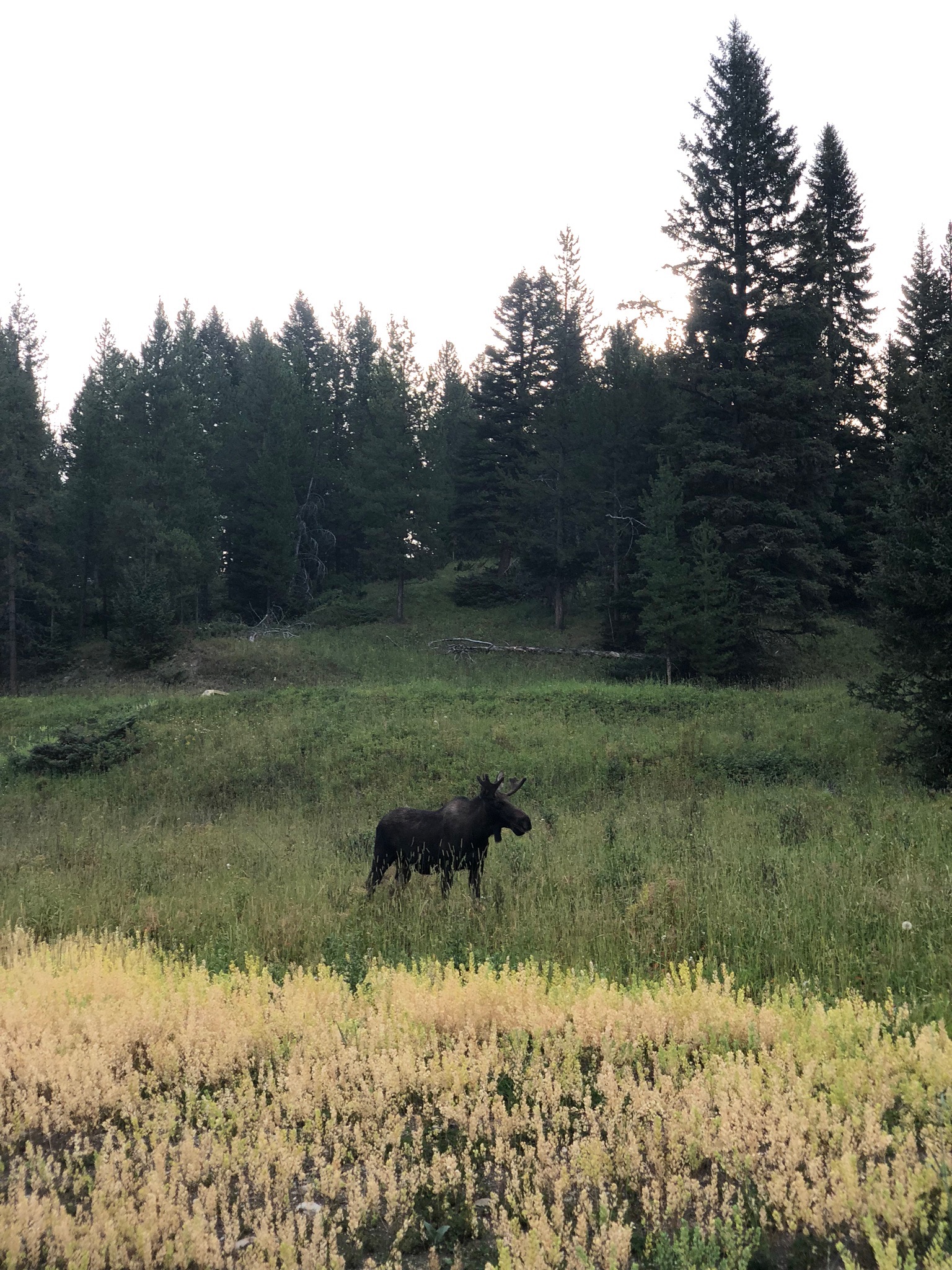 Animal encounters