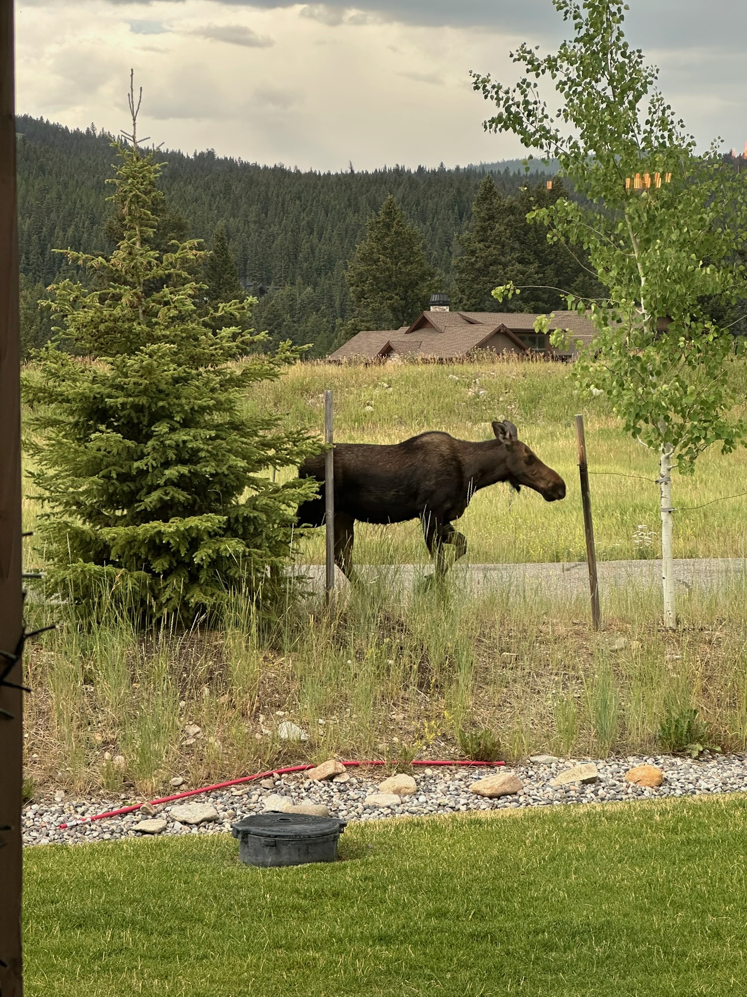 Animal encounters